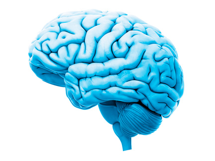 "Human brain
